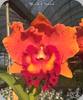 Rlc. Chief Fortune